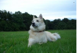 挪威牧羊犬需要训练什么 挪威牧羊犬需要训练什么