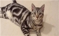 美国短毛猫多少钱一只