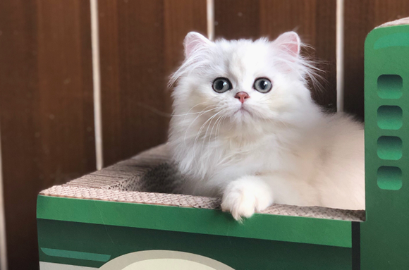 金吉拉猫的体重是多少 金吉拉猫的体重是多少