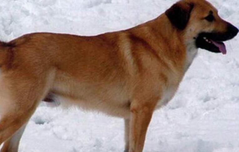 奇努克犬起源和介绍