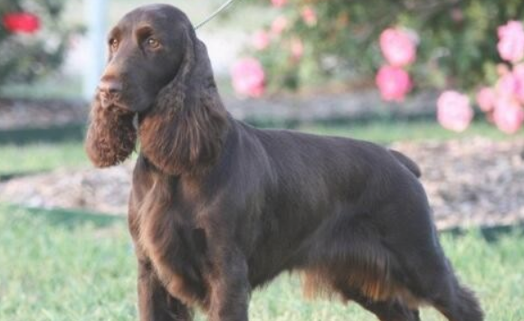 田野小猎犬哪种颜色好