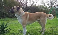 安纳托利亚牧羊犬起源和介绍