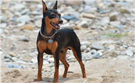 德国宾沙犬哪种颜色好