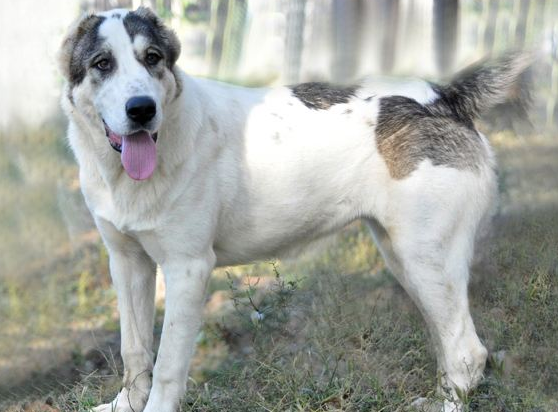 中亚牧羊犬饲养有什么注意点