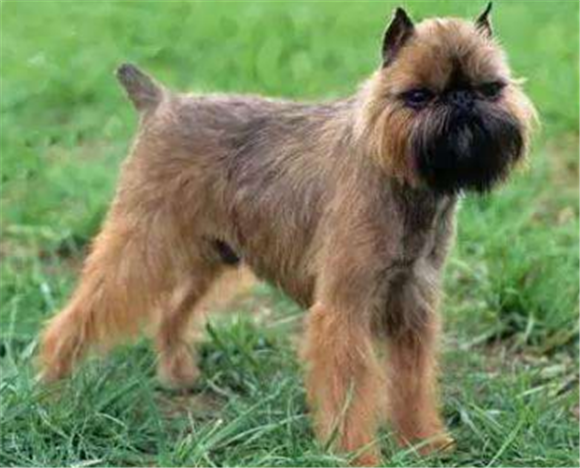 布鲁塞尔格里芬犬一般能活多久