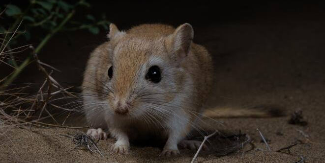 红尾沙鼠怎么养