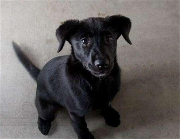 购买帕特大勒梗的注意事项