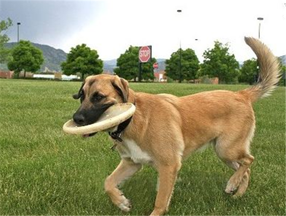 安纳托利亚牧羊犬是哪国的 安纳托利亚牧羊犬是哪国的