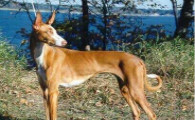 依比沙猎犬有攻击性吗