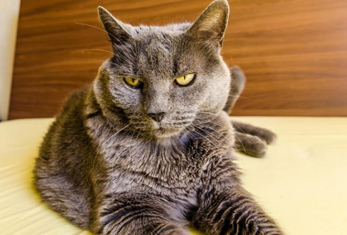 夏特尔猫怎么看多大了 夏特尔猫怎么看多大了