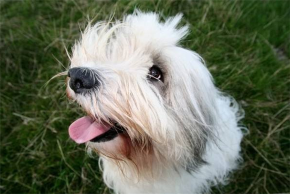 波兰低地牧羊犬是哪国的 波兰低地牧羊犬是哪国的
