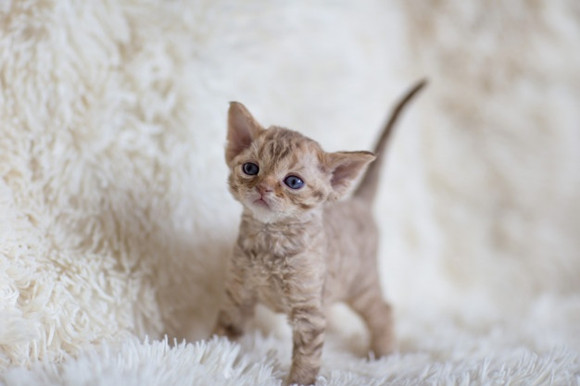 德文卷毛猫适合吃什么