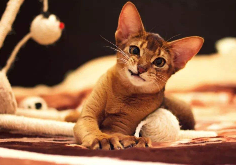 阿比西尼亚猫生病了什么状态