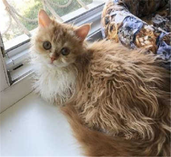 电烫卷猫有什么特点 电烫卷猫有什么特点