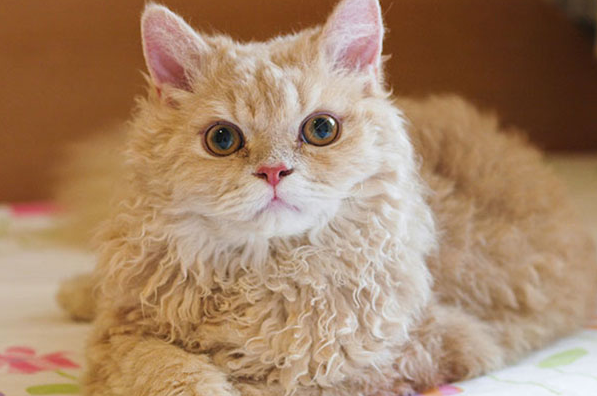 斯可可猫能长多大 斯可可猫能长多大