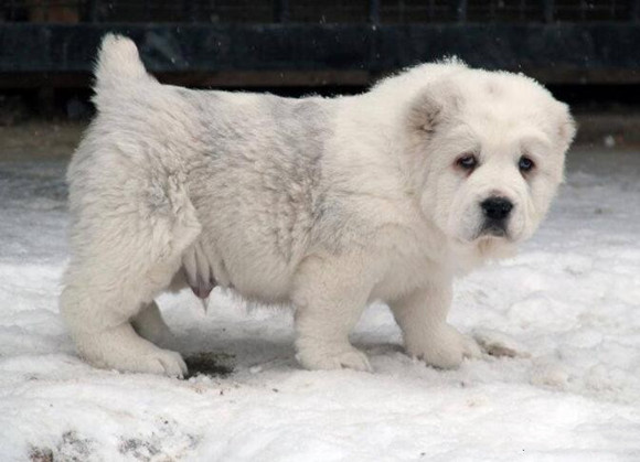 养中亚牧羊犬要注意什么 养中亚牧羊犬要注意什么