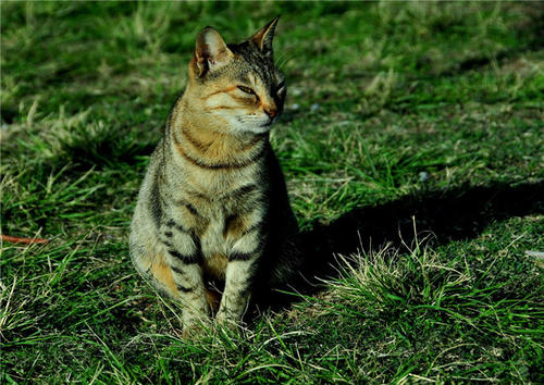 埃及猫应该如何训练 埃及猫应该如何训练