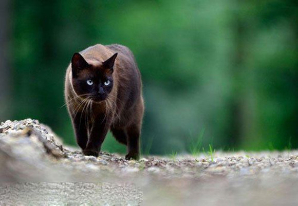 东奇尼猫会发腮吗