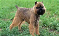 布鲁塞尔格里芬犬攻击性很强吗