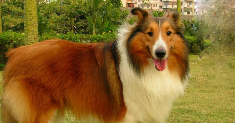 喜乐蒂牧羊犬窝咳吃什么药最好