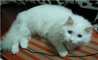 山东狮子猫粘人吗