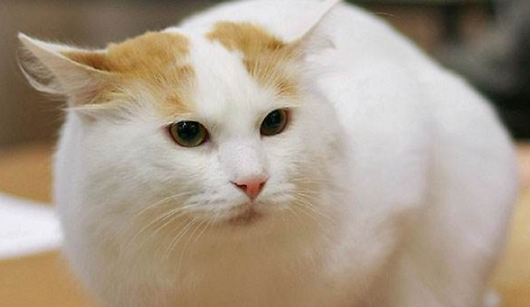 土耳其梵猫为什么要绝育