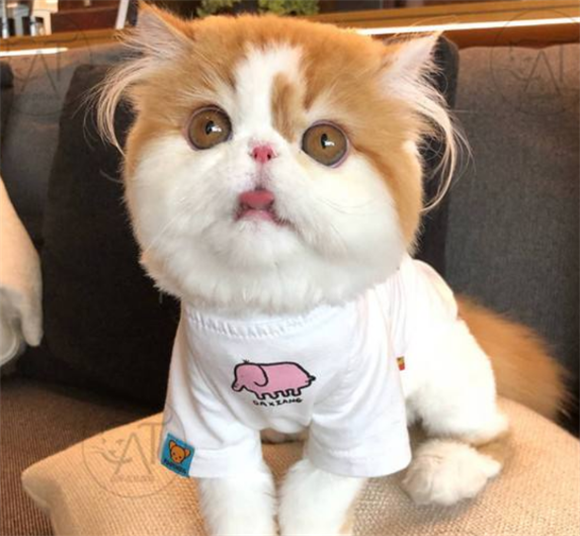 异国短毛猫的体重是多少