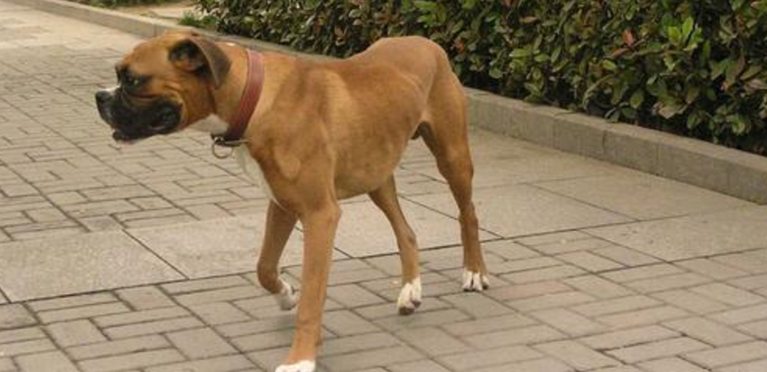 拳狮犬攻击性很强吗