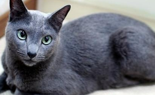 科拉特猫聪明吗