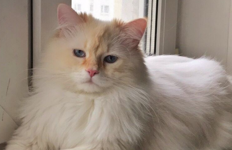 西伯利亚猫好养吗