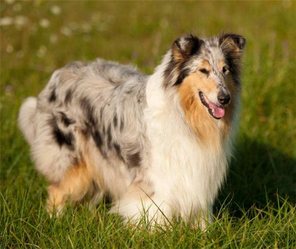 柯利犬躯干整洁,肌肉发达,有大量饰毛,体长略大于身