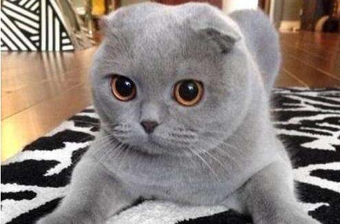 折耳猫的性格特征 折耳猫的性格特征