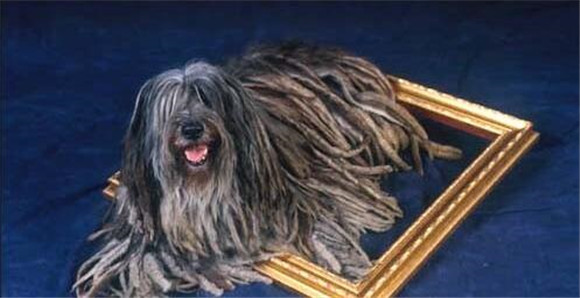 伯格马斯科犬的饲养要点有哪些
