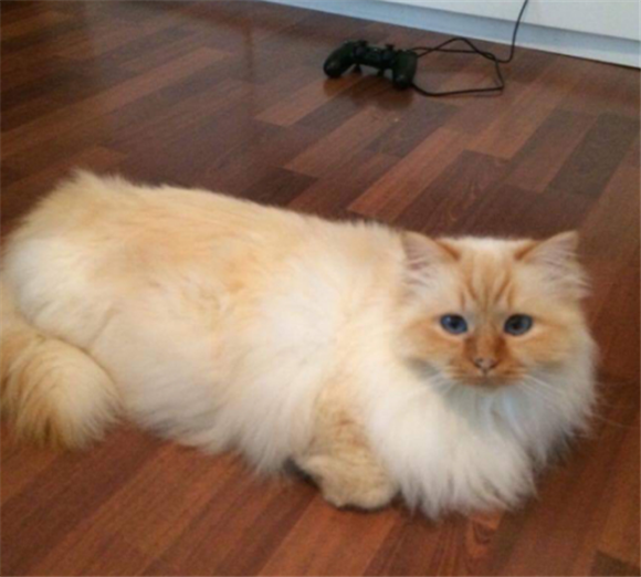 伯曼猫生病怎么护理 伯曼猫生病怎么护理