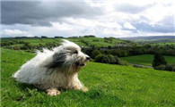 养波兰低地牧羊犬要注意什么