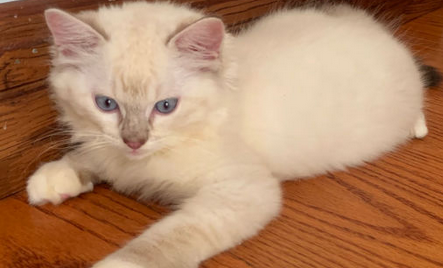布偶猫的缺点是什么 布偶猫的缺点是什么