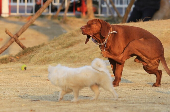 红骨猎浣熊犬一般能活多久