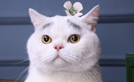 英国短毛猫好养吗