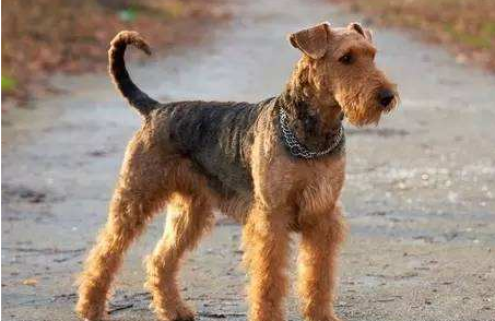 万能梗有攻击性吗