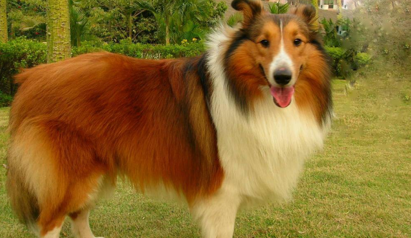 喜乐蒂牧羊犬吃多了吐了怎么办