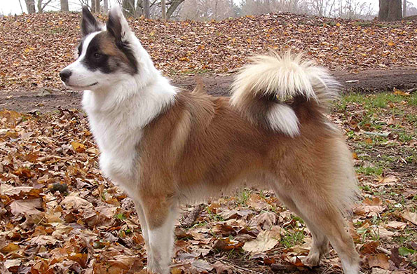 冰岛牧羊犬一般能活多久 冰岛牧羊犬一般能活多久