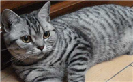美国短毛猫聪明吗