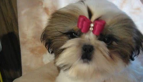 西施犬喜欢什么 西施犬喜欢什么