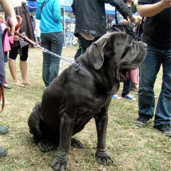 纽波利顿獒犬的生活习性