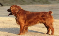 田野小猎犬训练有技巧吗