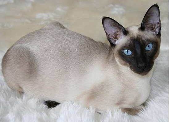 东奇尼猫有几种颜色 东奇尼猫有几种颜色