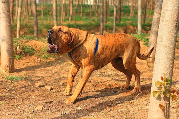 巴西菲勒犬一般多少钱 巴西菲勒犬一般多少钱