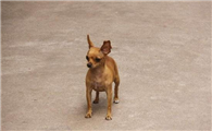 迷你杜宾犬什么时候产仔