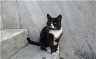 埃及猫外形特征
