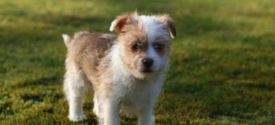 葡萄牙波登可犬是干什么的